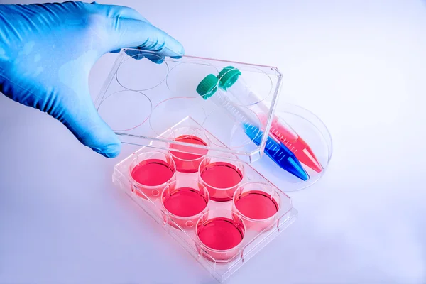 Scientist working at laboratory, using a 6-well plate. Plastic plate for biochemical research.