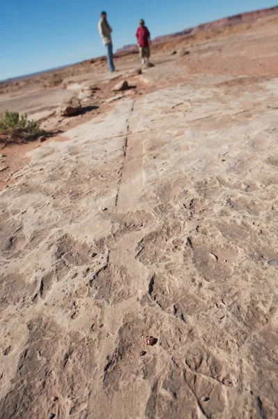 Fossilized dinosaur tail track, AZ, US