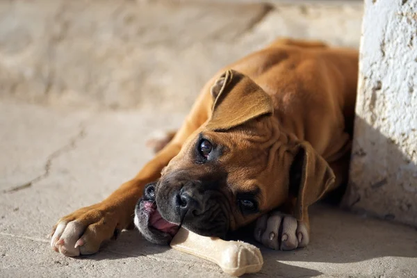 Female boxer puppy chewing a dog food bone