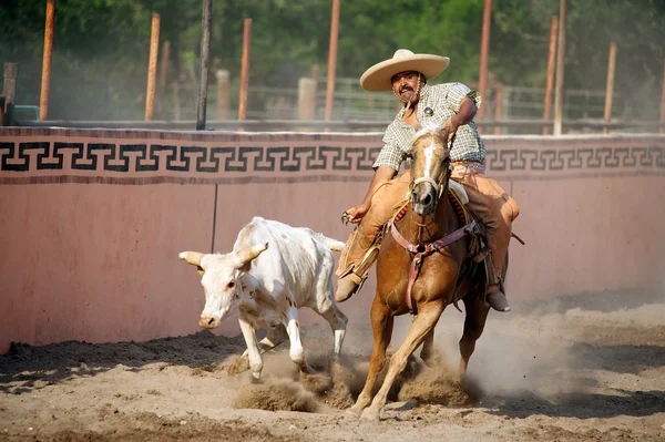 Mexican charros horseman wrestling bull, TX, US