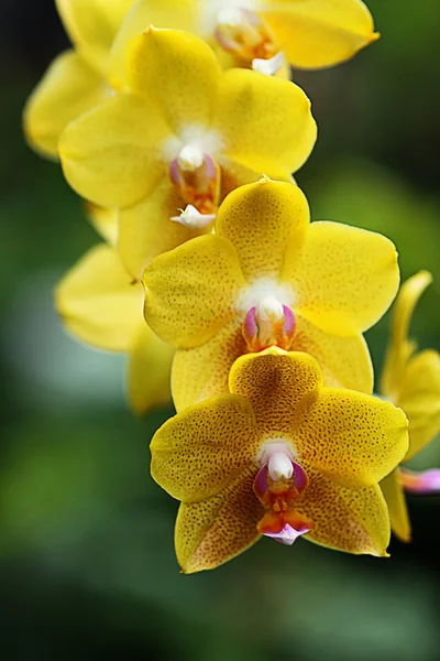 Hanging yellow orchid