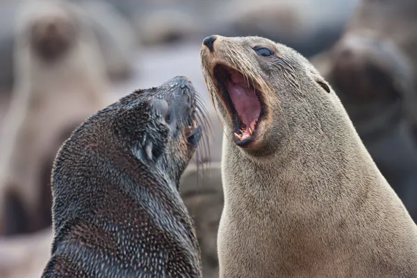 Cape fur seals having an argument, Skeleton Coast, Namibia, Africa