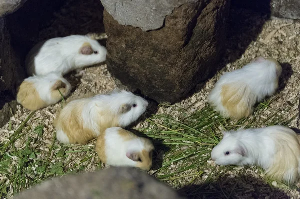 Guinea pigs inat ethnography park in Quito, Ecuador