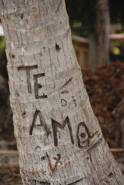 The Love Tree Te Amo