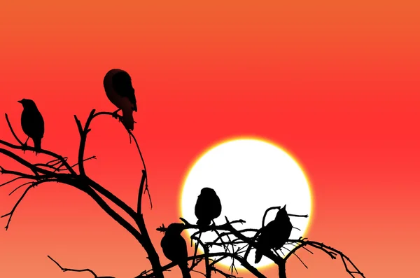 Birds silhouette sitting on a branch at sunset