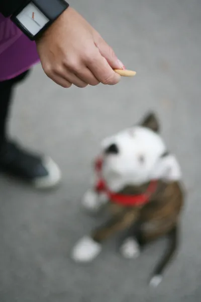 Young girl walking with her beautiful dog.