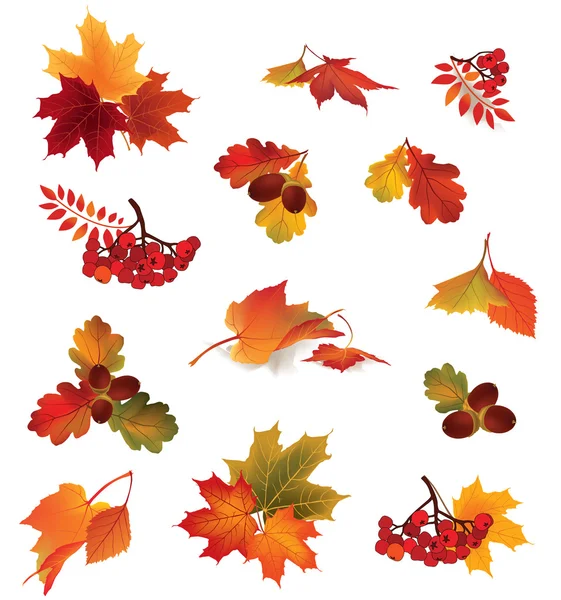 Autumn icon set. Fall leaves and berries