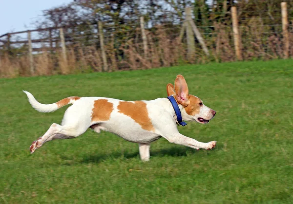 Healthy, happy, running Beagle dog