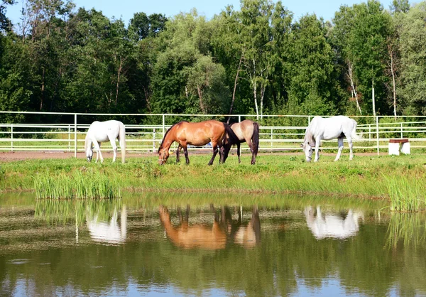 Herd of horses grazing on meadow near the water in the summer