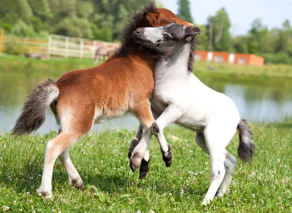 Two mini horses Falabella playing on meadow, bay and white, sele