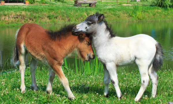 Two mini horses Falabella playing on meadow, bay and white, sele