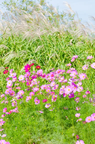 Cosmos flowers and silver grass
