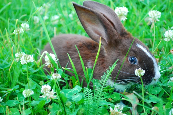Small black-and-white rabbit sitting on the grass.