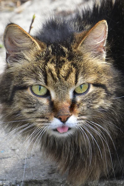 Cat shows tongue.