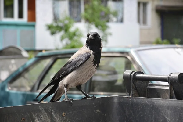 Crow sitting on a garbage can.