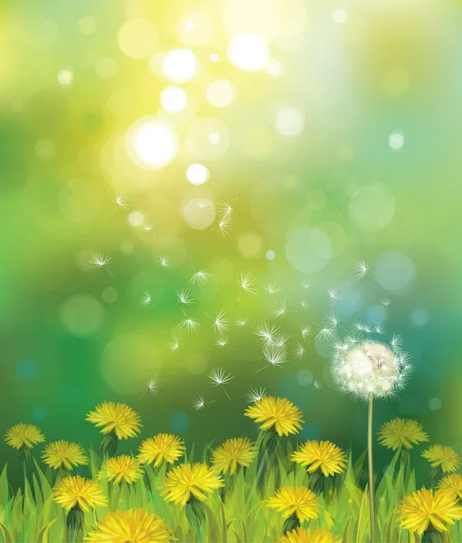 Spring background with dandelions.