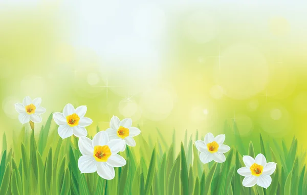 Vector daffodil flowers on sky background.