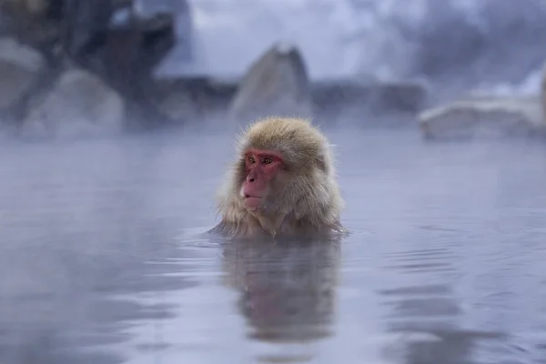 Snow Monkey in hot spring