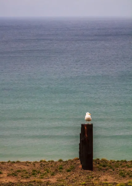 Seagull and Ocean