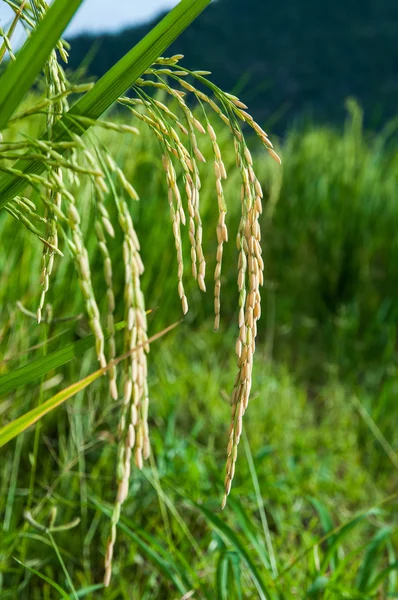 Rice farm