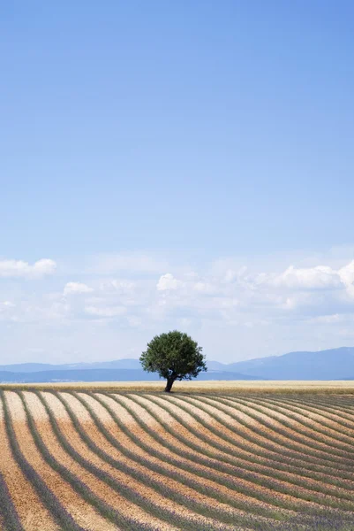 Provence landscape, South-eastern France