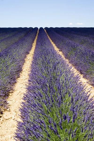 The famous lavender fields in the plateau Valensole