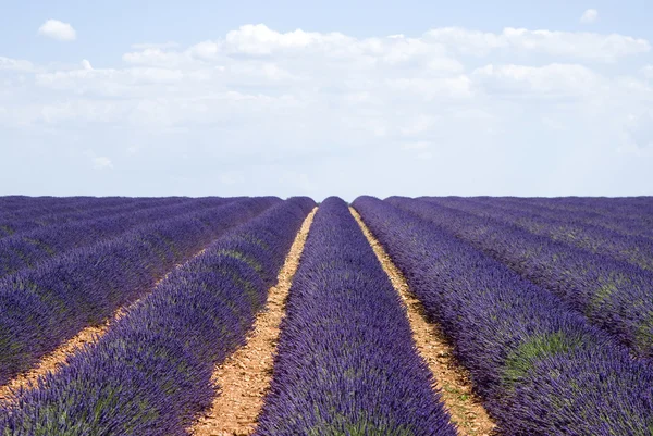 The famous lavender fields in the plateau Valensole