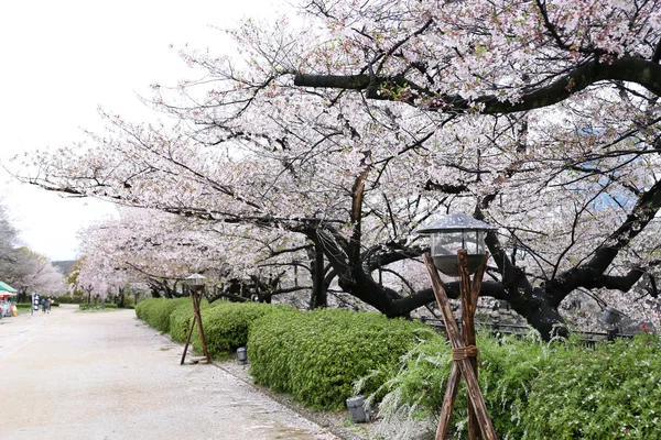 Cherry blossom or Sakura blooming in Japan