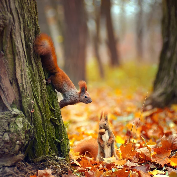 Red funny squirrels