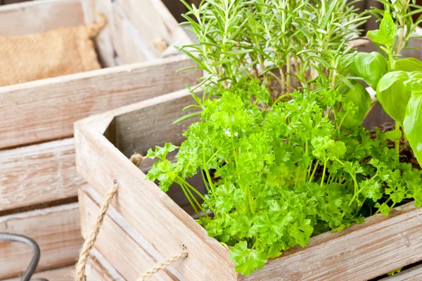 Herbs in wooden box
