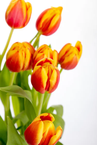 Beautiful orange red tulips on pure white background