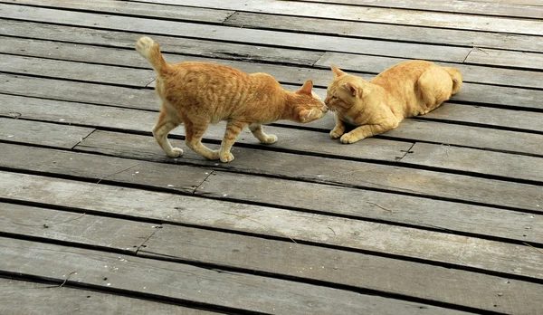 Ginger cat kissing