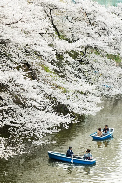 Sakura in Tokyo, Japan