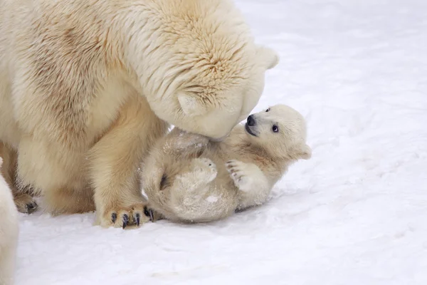 Mother love of polar bear