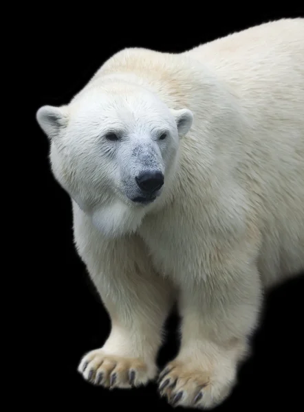 Menacing stare of a mighty polar bear female, isolated on black background. Half length portrait of the most dangerous beast of the world. Cute and cuddly live plush teddy.