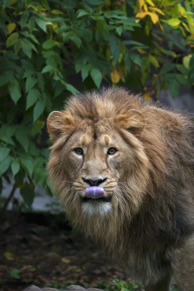 An Asian lion with pink tongue on green leaves background. The King of beasts, biggest cat of the world, looking straight into the camera. The most dangerous and mighty predator of the world.