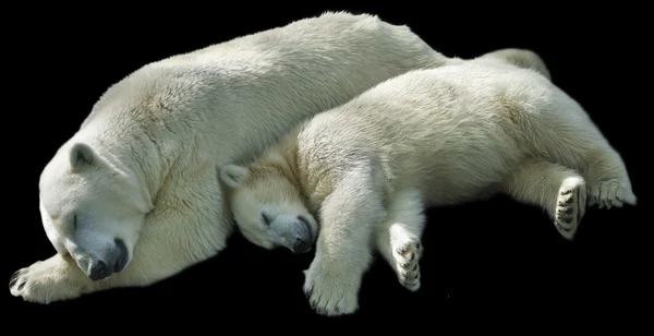 Sweet dreams of a polar bear family, isolated on black background. Sleeping white bear mother and her cub. Cute and cuddly live plush teddies and the most dangerous and biggest beast of the world.