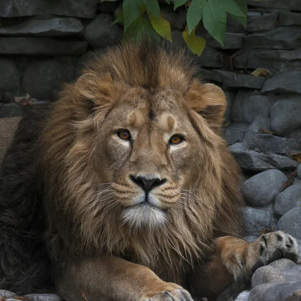 Young Asian lion, lying on rocky background. King of beasts, biggest cat of the world, looking straight into the camera. The most dangerous and mighty predator of the world. Wild beauty of the nature