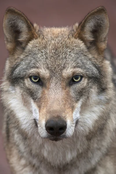 A young, two year old, european wolf female with soiled nose, looking straight into the camera. Face portrait of a forest dangerous beast, Canis lupus lupus, on blur pink background.