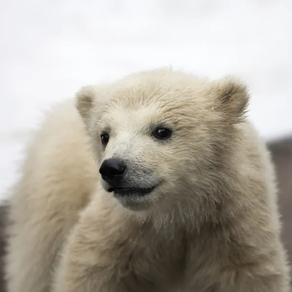 Curious look of a white bear baby on snow background. Cute and cuddly polar bear cub, which are going to be the most dangerous and biggest beasts of the world. Excellent representative of the Arctic