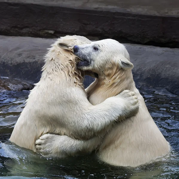 Brother fighting of polar bear cubs. Two white bear sibling are playing about in pool. Cute and cuddly animal babies, which are going to be the most dangerous beasts of the world.