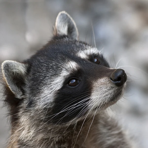 Begging look of a raccoon. The head of cute and cuddly animal, that can be very dangerous beast. Side face portrait of the excellent representative of the wildlife.