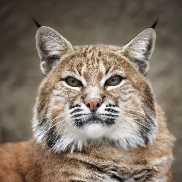 Face portrait of a red bobcat female, very beautiful beast of the North American forests. The head of the dangerous predator. Cute and cuddly animal of the wildlife.