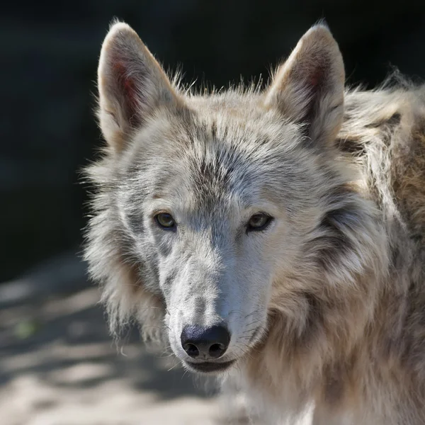 Eye to eye with an arctic wolf female. The molting polar wild dog, representative of severe and cold North. Wild beauty of the nature. The sunlit head of the dangerous beast.