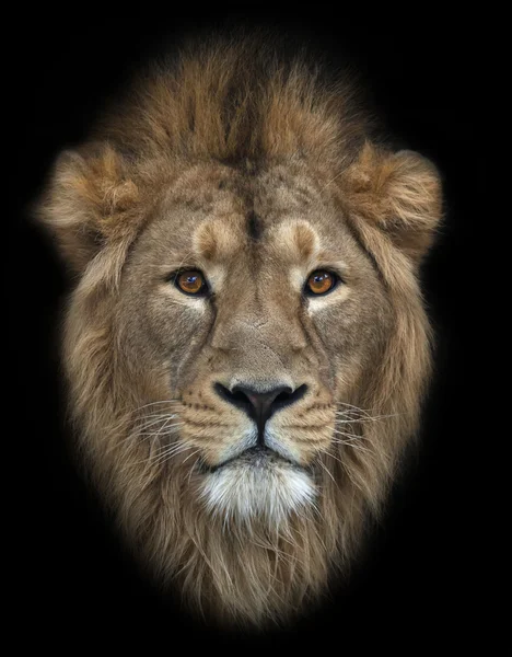 The head of an Asian lion, isolated on black background. The King of beasts, biggest cat of the world. The most dangerous and mighty predator of the world. Wild beauty of the nature.