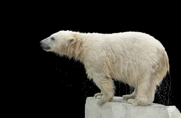 A wet young polar bear, standing on the bank of the pool, isolated on black background. Cute and cuddly animal kid, which is going to be the most dangerous and biggest beast of the world.
