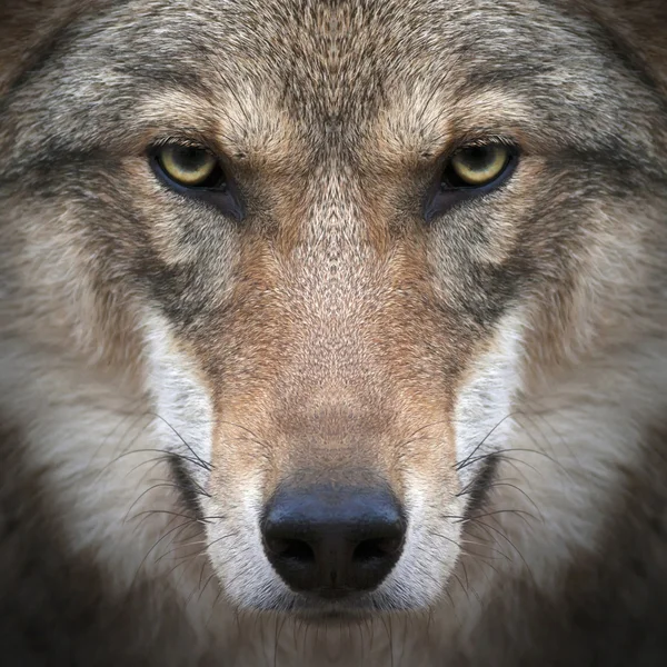 A gimlet look straight into your soul of a severe wolf female. Menacing expression of the young, two year old, european wolf, very beautiful animal and extremely dangerous beast.