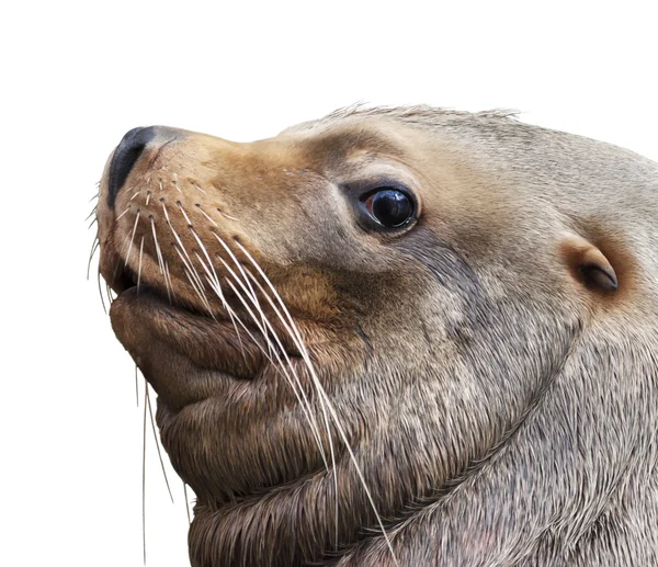 The side look of a northern sea lion, eumetopias jubatus. The huge and fat beast - clumsy on the beach and deft in water. The biggest eared seal, inhabitant of the northern part of Pacific Ocean.