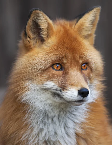Portrait of a red fox male, vulpes vulpes. The head a beautiful forest wild beast. Smart look of a dodgy wild dog, skilled raptor and elegant animal. Cute and cuddly creature. — Stock Photo #37494883