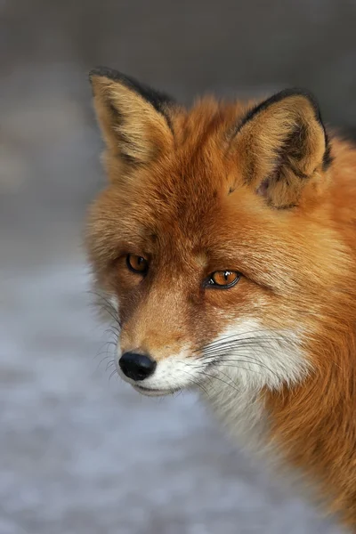 Face portrait of a red fox male, vulpes vulpes, on snow background. The head a beautiful forest wild beast. Smart look of a dodgy vulpes, skilled raptor and elegant animal. Cute and cuddly creature.